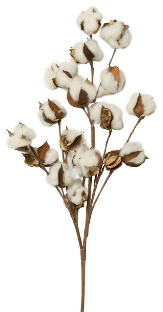 Cotton Stem