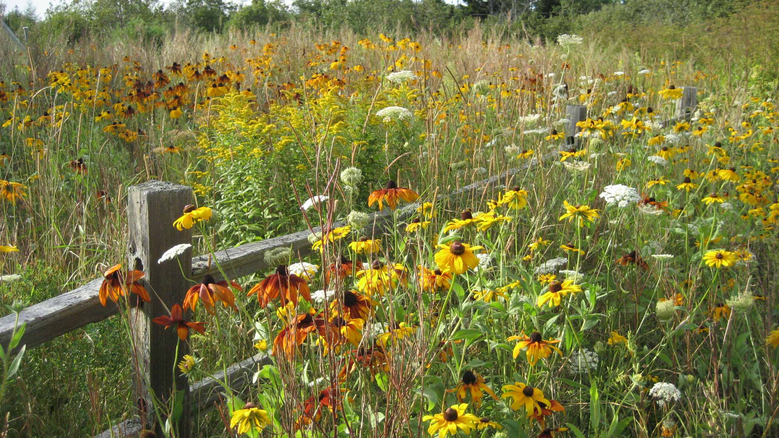 3RD YEAR MEADOW STARTED BY PERENNIAL PLUGS. AUGUST/SEPTEMBER PHOTO SHOT
