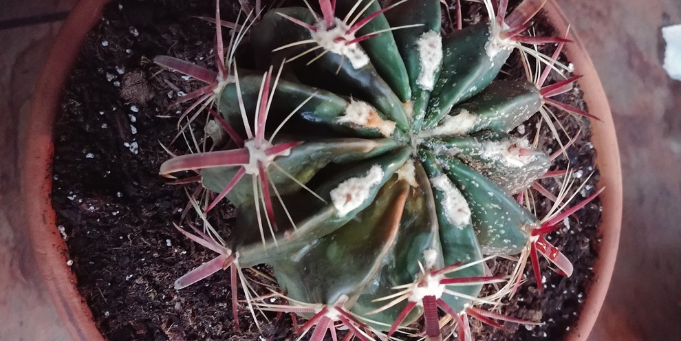 Help! Devil's Tongue Cactus Going Mushy | Houzz Forum