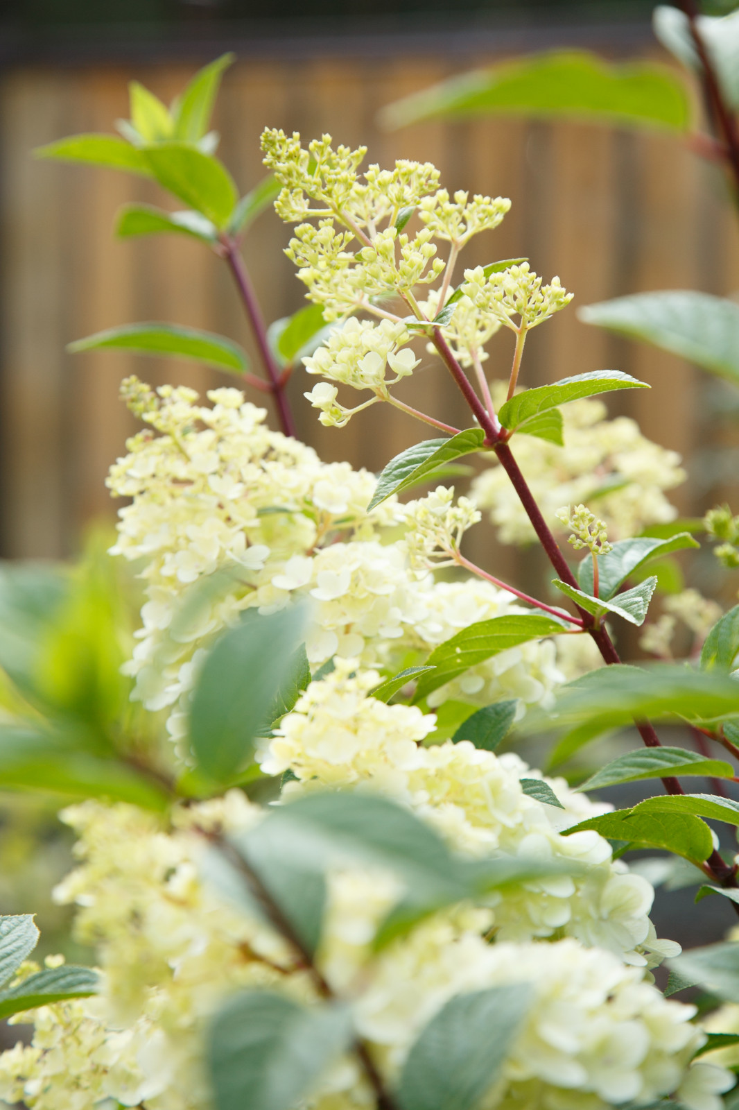 Портреты растений