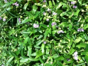 Spreading Weed With Purple Flowers