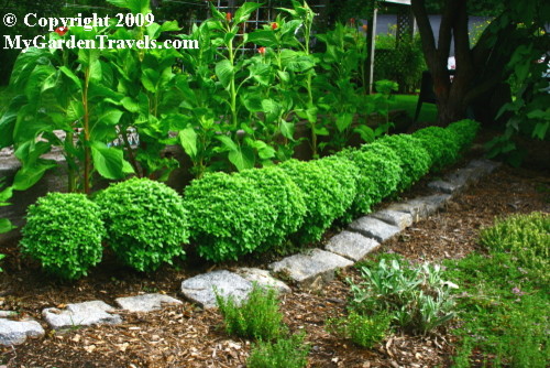 A Basil Border In My Herb Garden