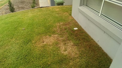 Palmetto Lawn Issues