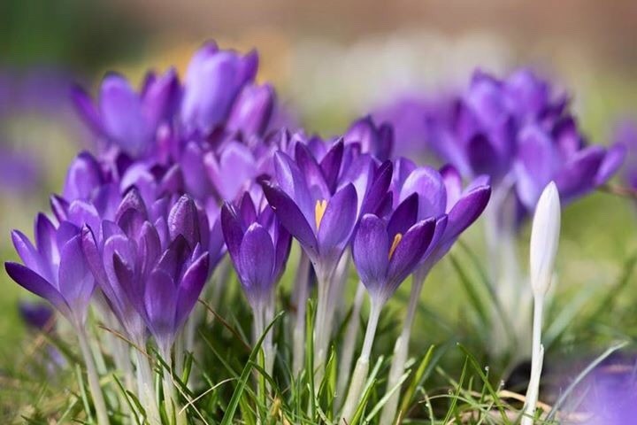 Spring Bulbs