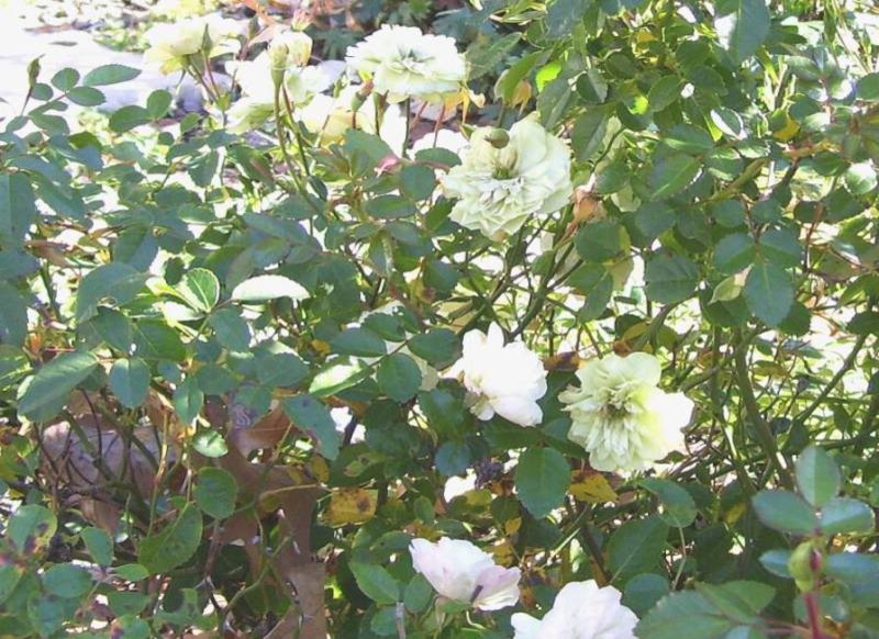 Off White Color Roses Show off your White Roses! | Houzz Forum