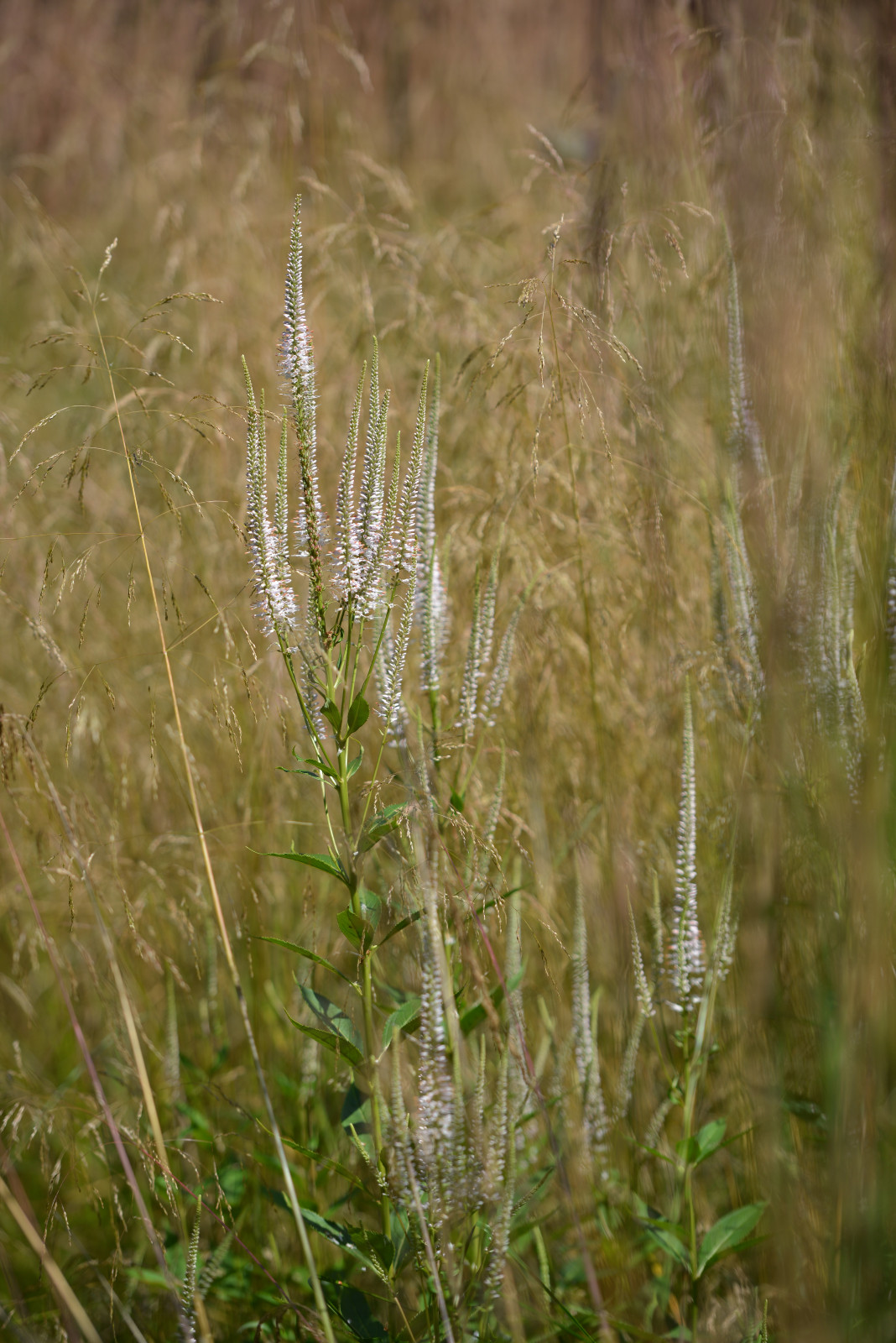 Сад "В духе ретро"