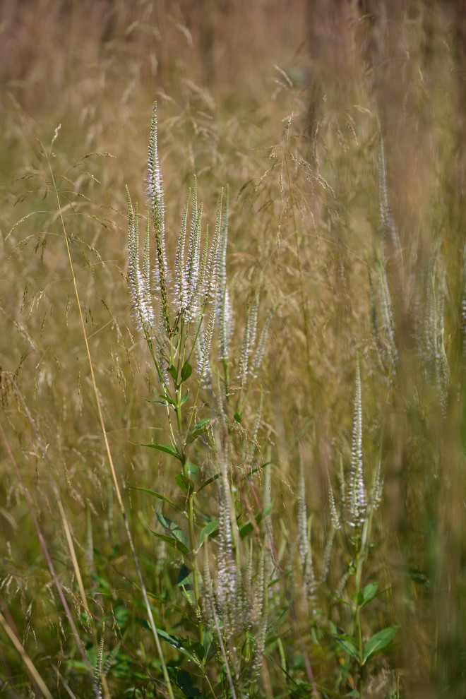 Сад "В духе ретро"