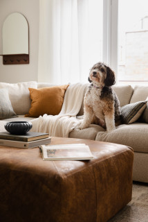 How to Keep Your Pet Calm During Fireworks Season (14 photos)
