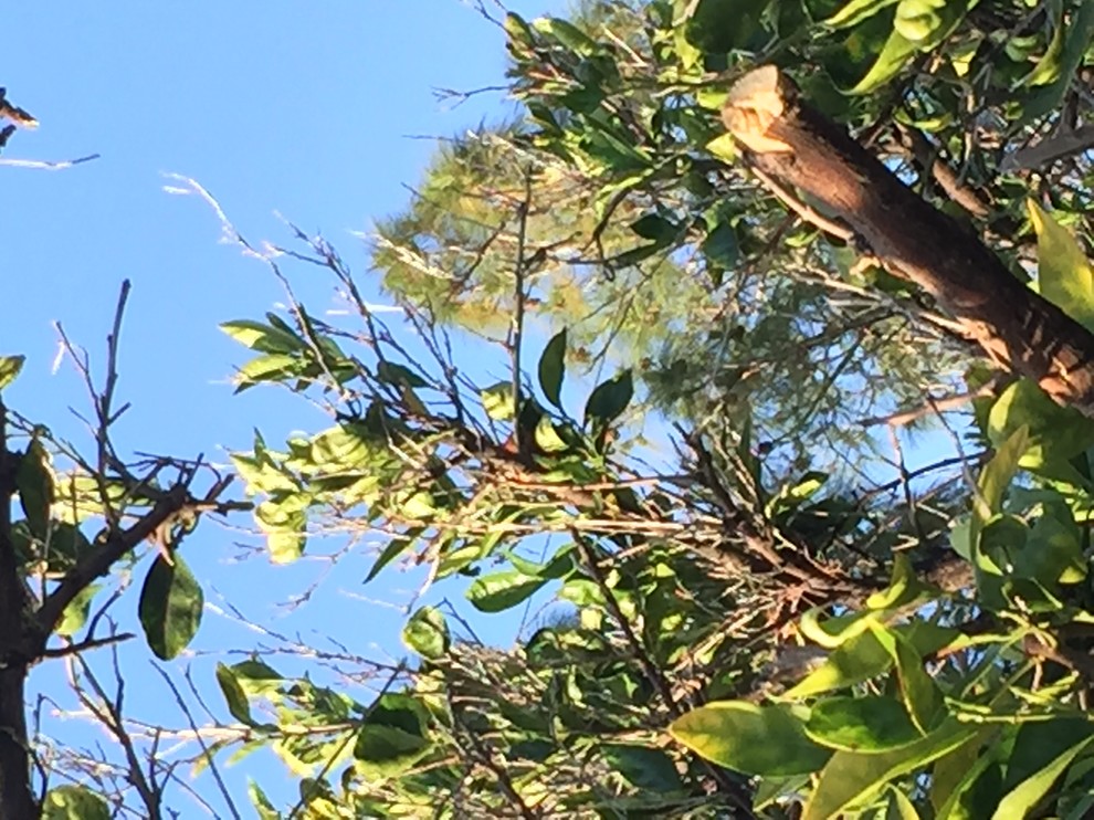 Reviving old orange tree in new house. Worth trying to save?