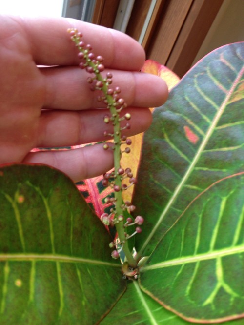 Croton plant flowering