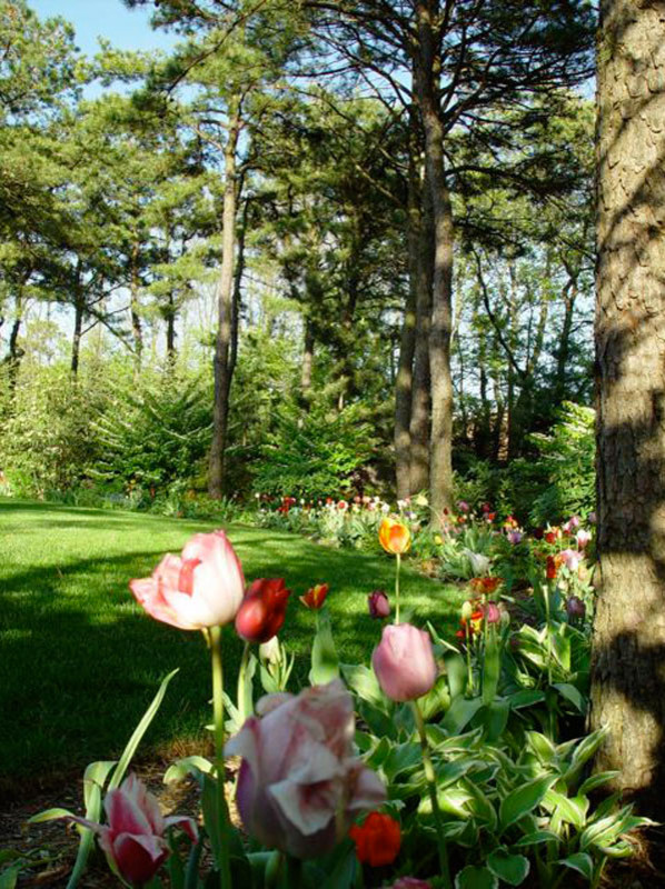 Woodland Spring Mixed Pastel Tulip Bulbs