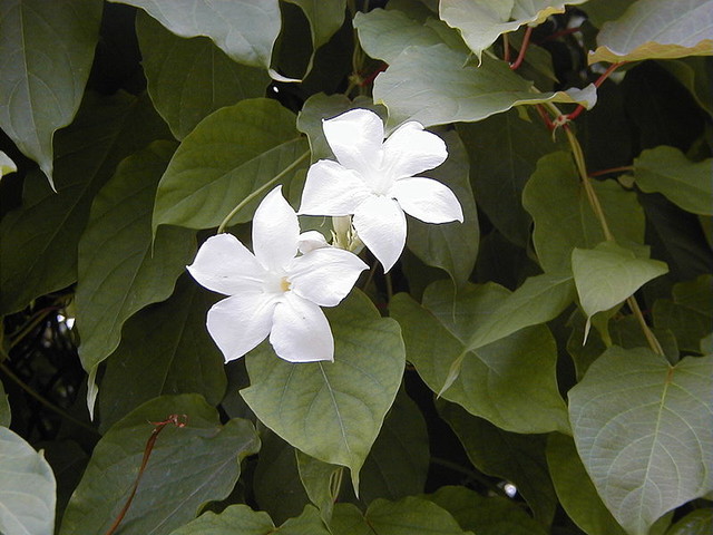 Great Design Plant Chilean Jasmine