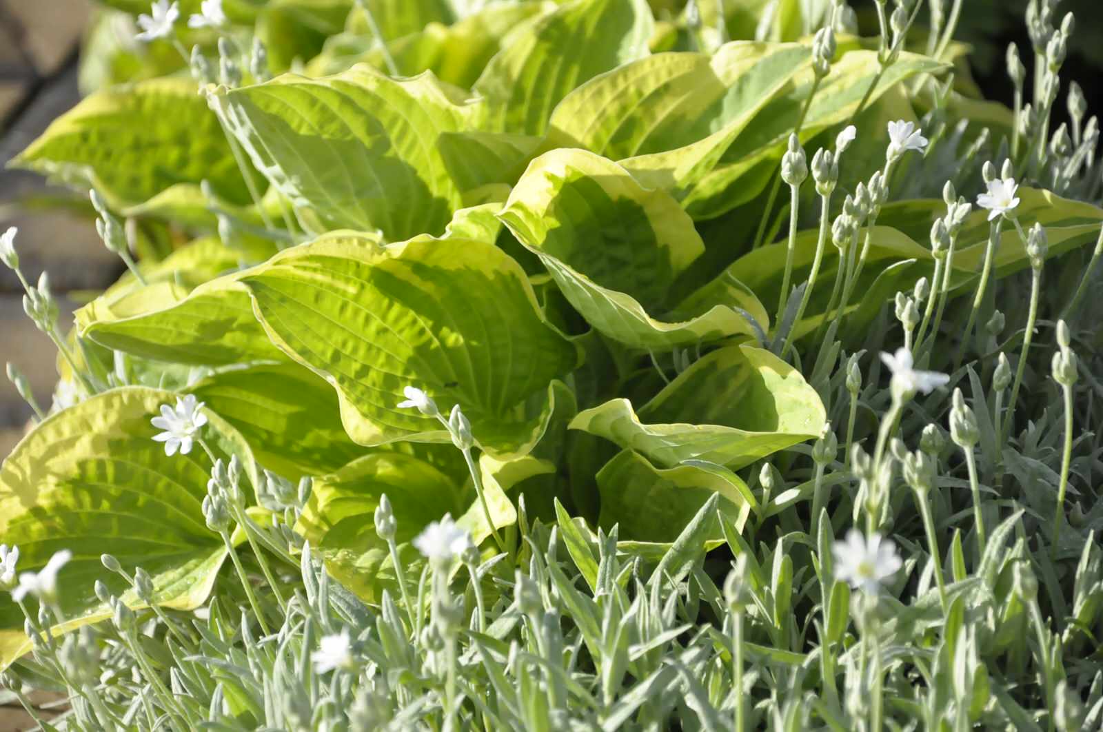 кп "Папушево" - Профессиональный уход за садом - 100% качество!