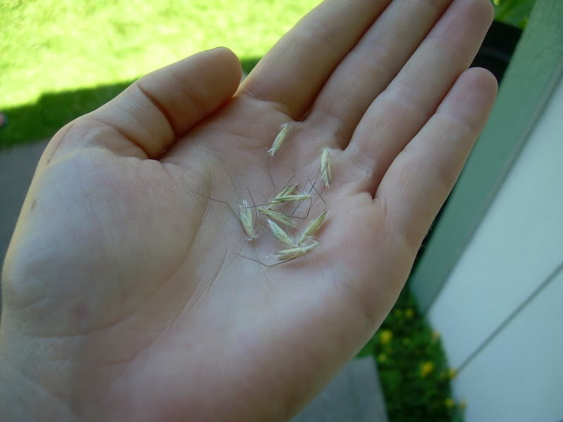 Blue Oat Grass Seed...is this it??