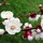 Last commented by gardenrescue2012