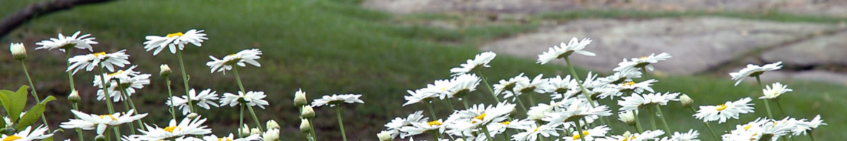 Timothy Lee Landscape Design Lexington Ma Us 02421