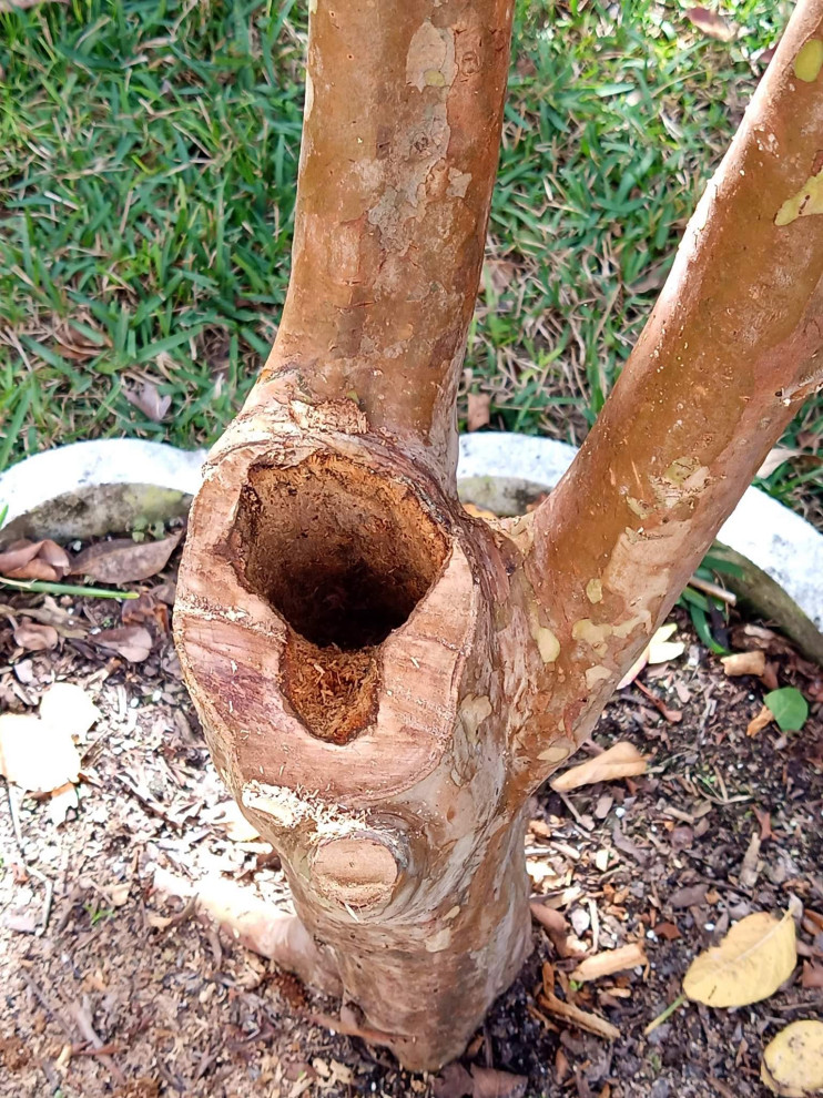 How to Cover Hole in Guava Tree Trunk?