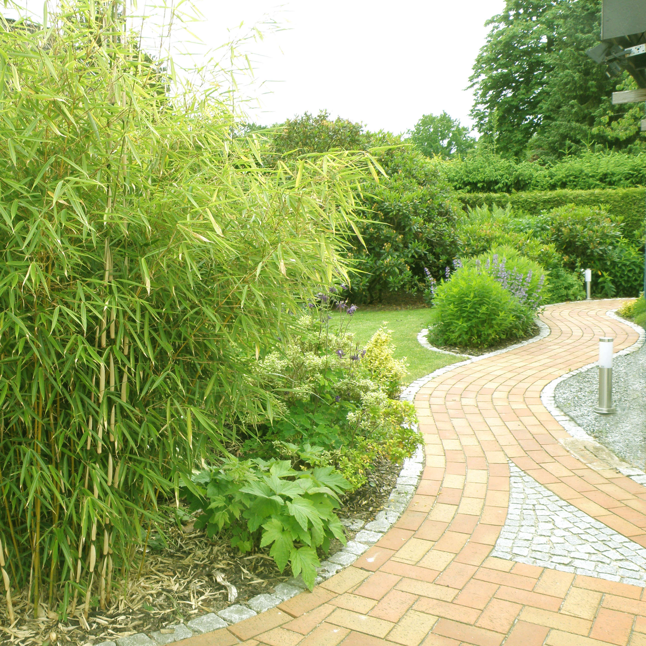 Bambusgras im Garten: Tipps und Ideen