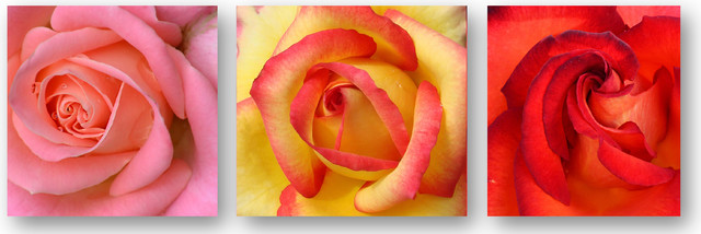 Pink Orange Amd Red Rosed Pink, Orange and Red Roses Canvas Print, 3 Panel Split, Triptych Wall ...