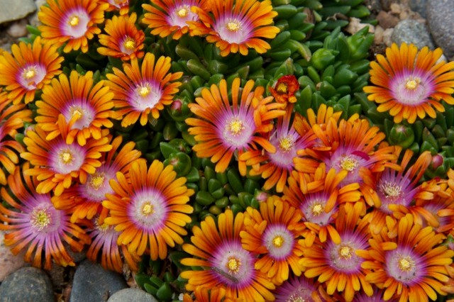 Starting Ice Plant from Seed | Houzz Forum