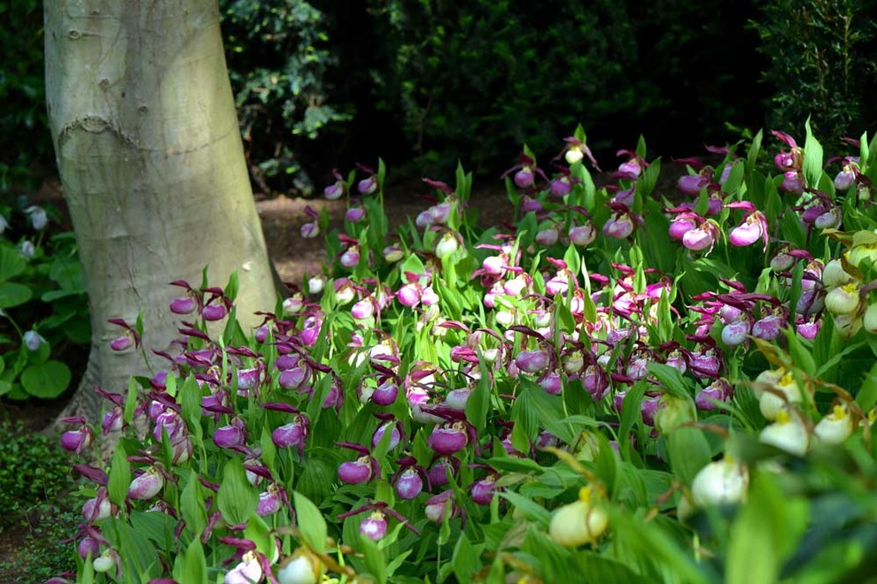 Сады Этрета