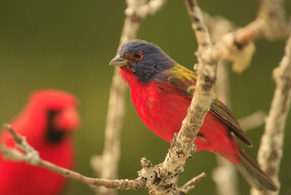 Painted bunting...2 pics...