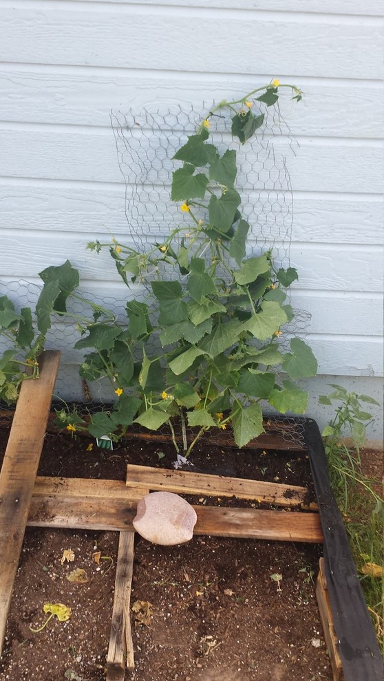 Upside down cucumbers