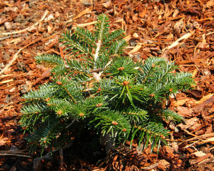 What kind of Abies? | Houzz Forum