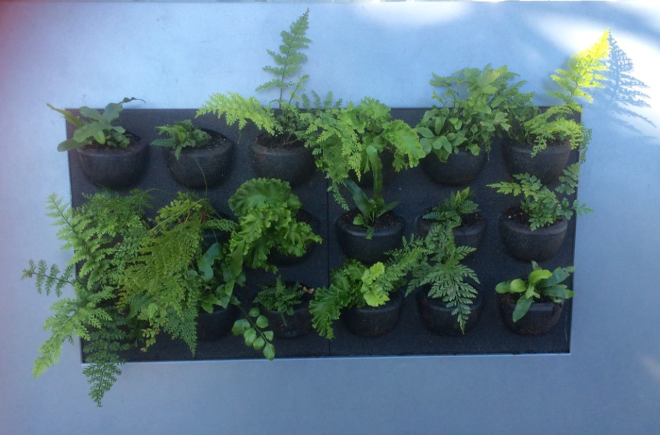 Vertical Garden Picture Frame Contemporary Entry Melbourne by