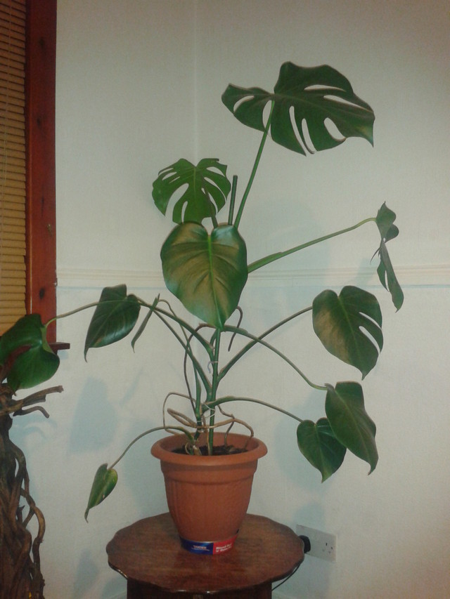 monstera bild mit rahmen Monstera Deliciosa Poster » online bestellen main image 1
