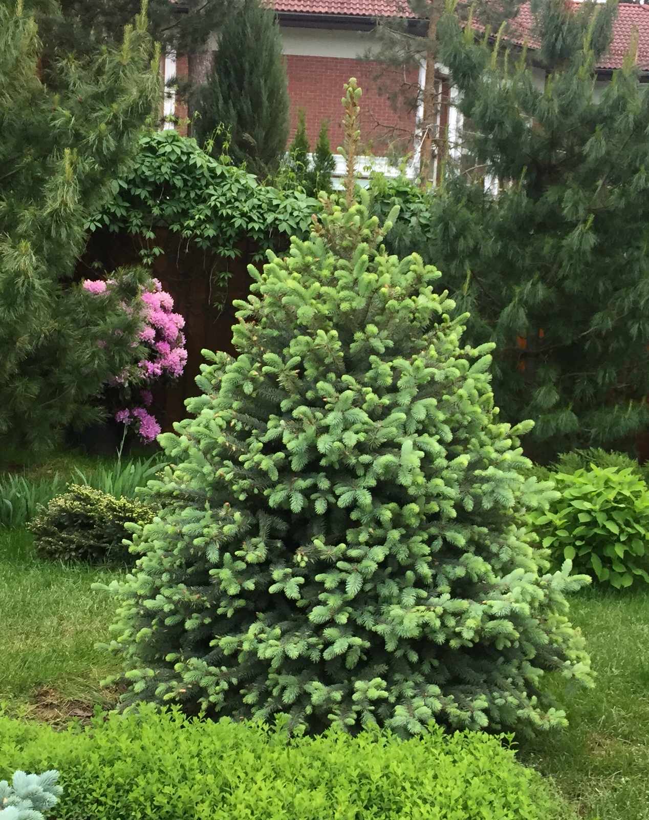 Сосновый Бор 2017-2019