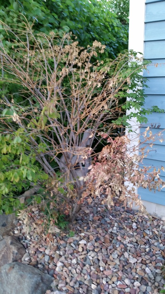 Please help with dying burning bush - brown spots and holes in leaves
