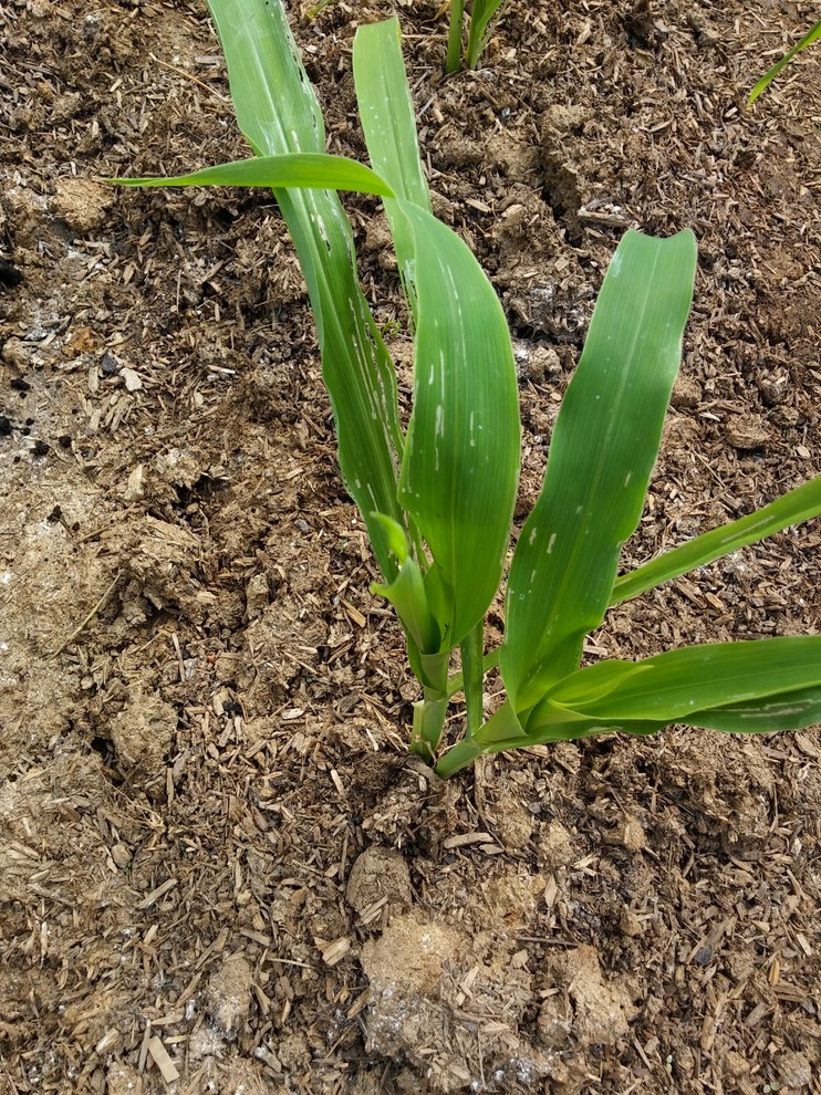 Something is eating my veggies... Help!