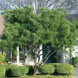 how to prune mountain laurel how to prune mountain laurel