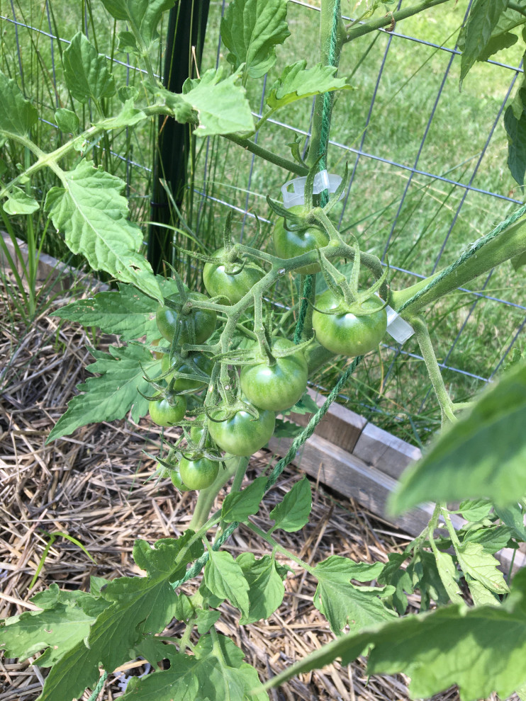 Tomatoes won’t turn red