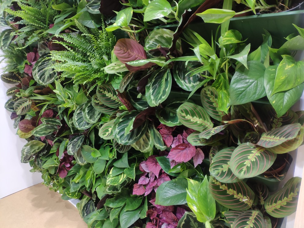 Вертикальный сад фитостена