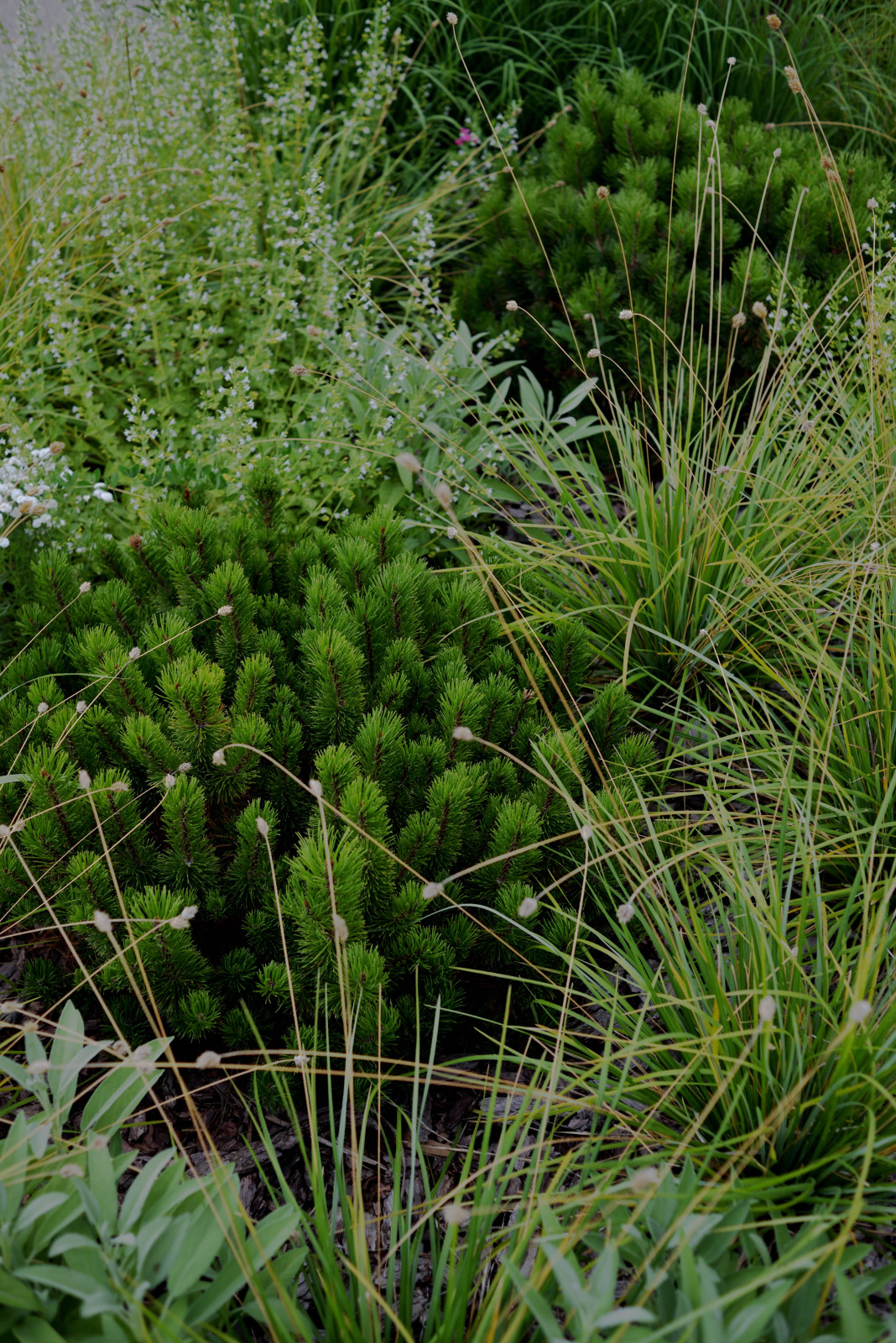 Сад с видом на Волгу