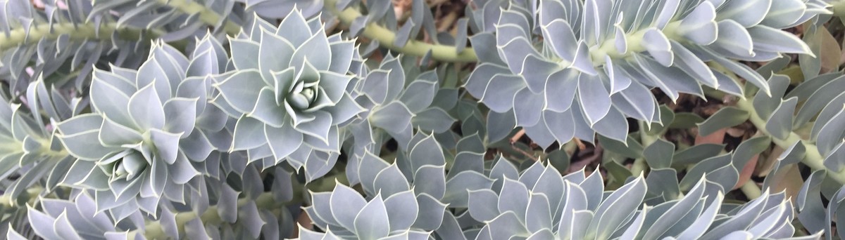 De Flores Landscape Design Los Angeles Ca Us 90023