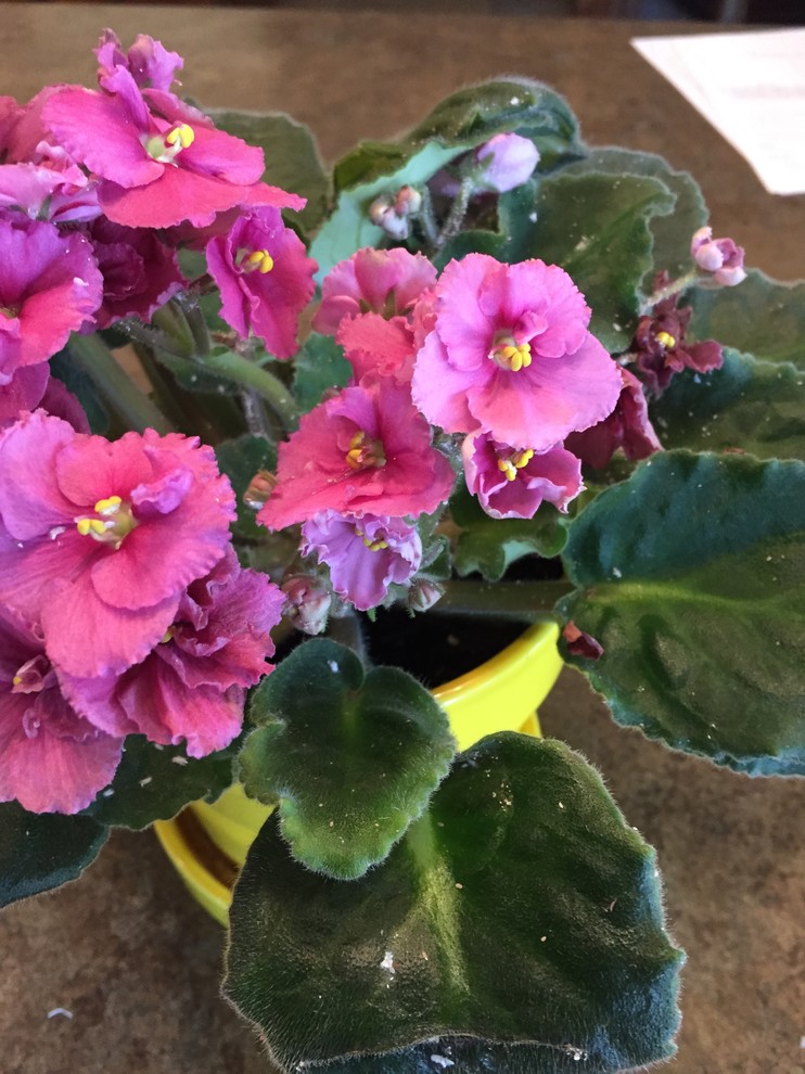White spots on African Violets
