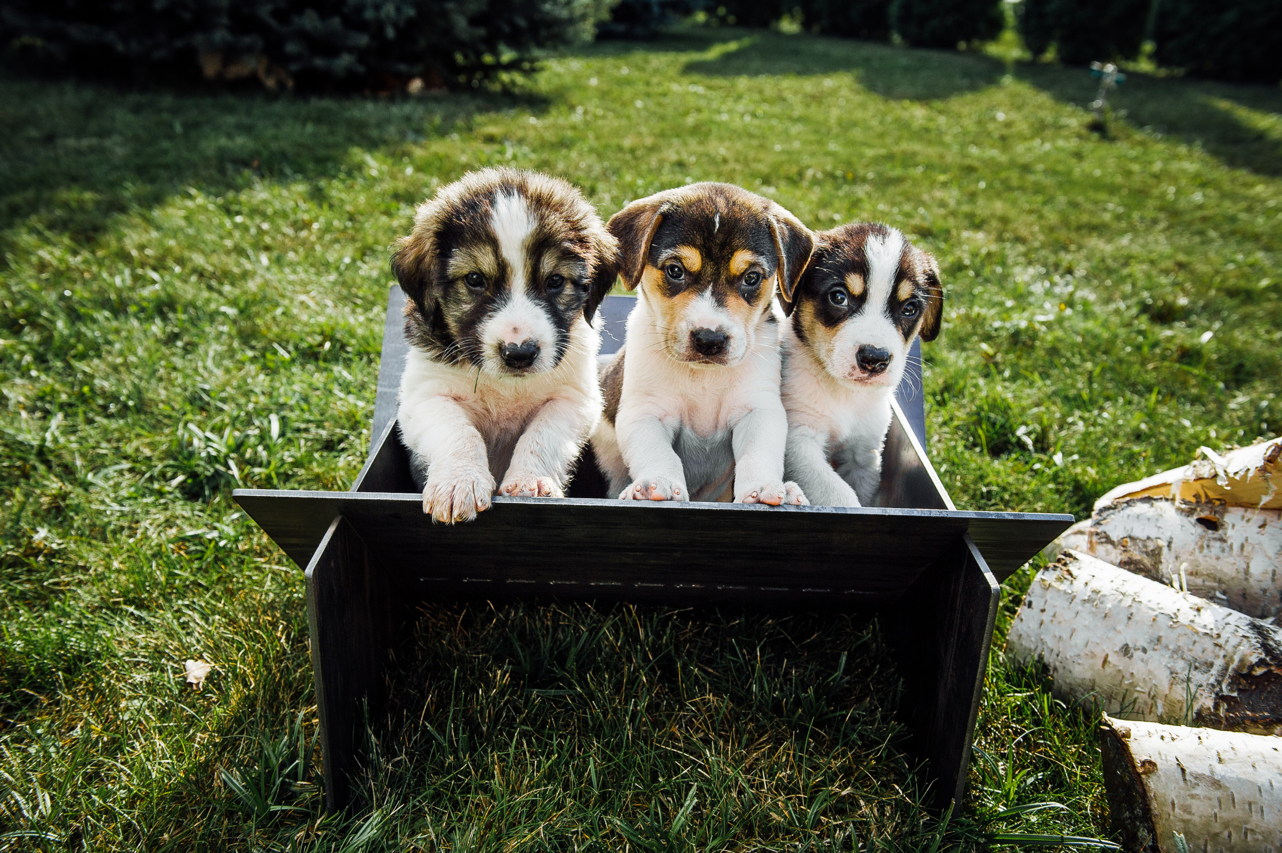 Собака на даче: что нужно для содержания собаки на даче, как отучить копать  ямы и бегать по грядкам | Houzz Россия