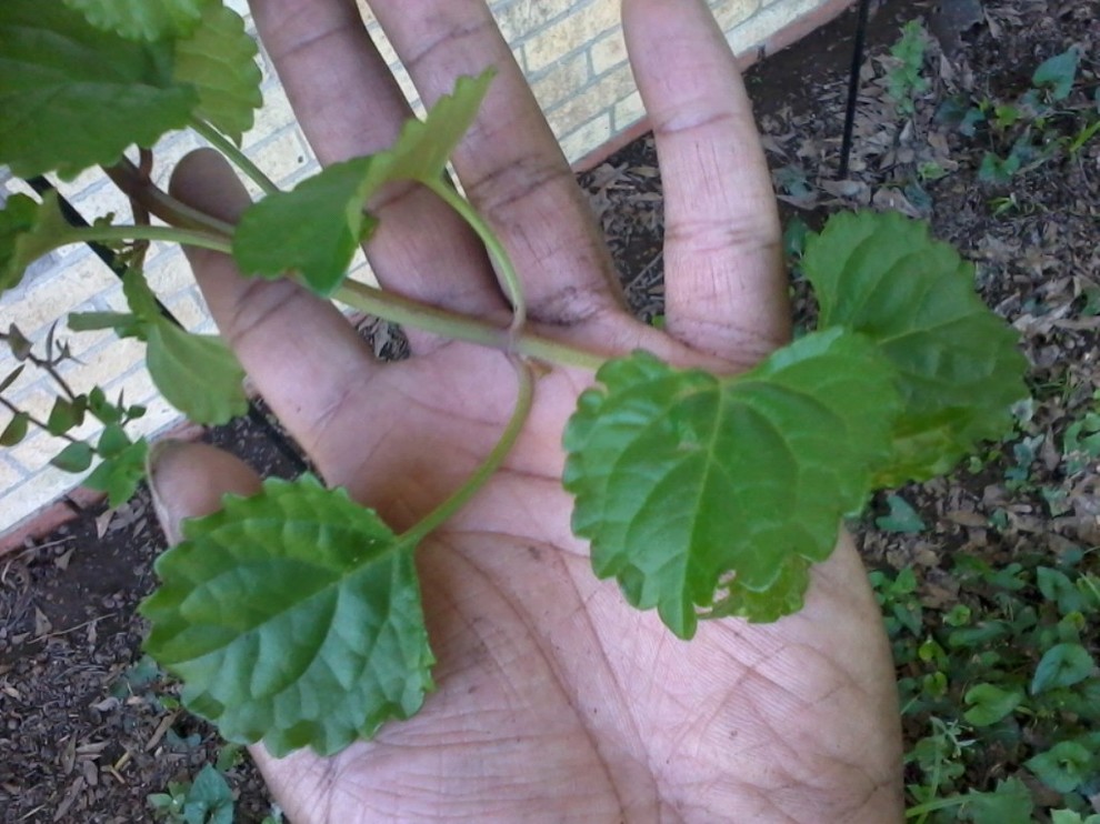 what is this vine called?