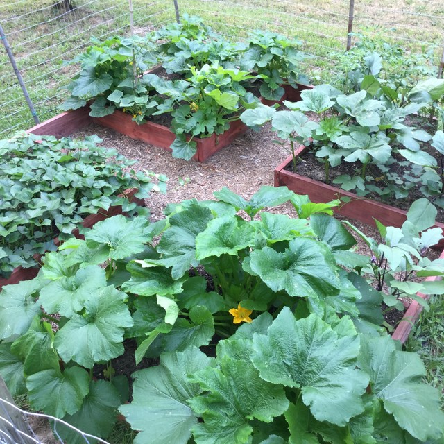 Raised bed vegetable gardens Jardin Raleigh par Grow It Yourself