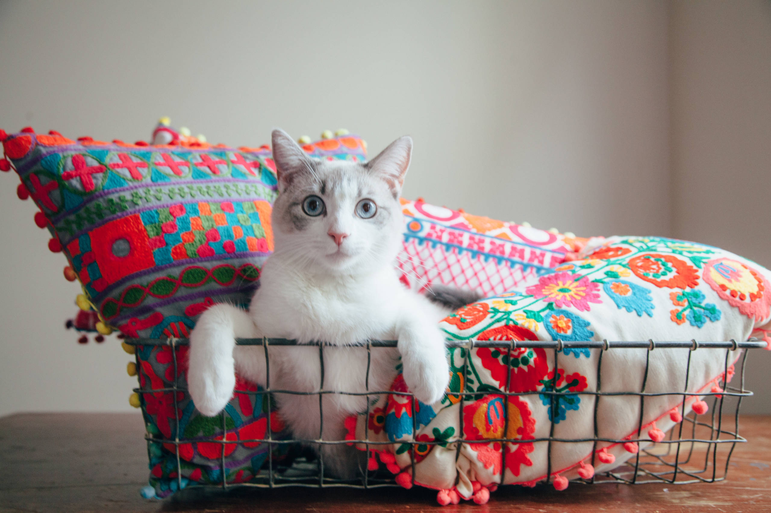 Как сделать домик для кошки своими руками: 10 пошаговых инструкций