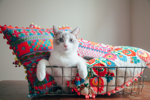 Место кошки в доме: сколько его нужно и как организовать