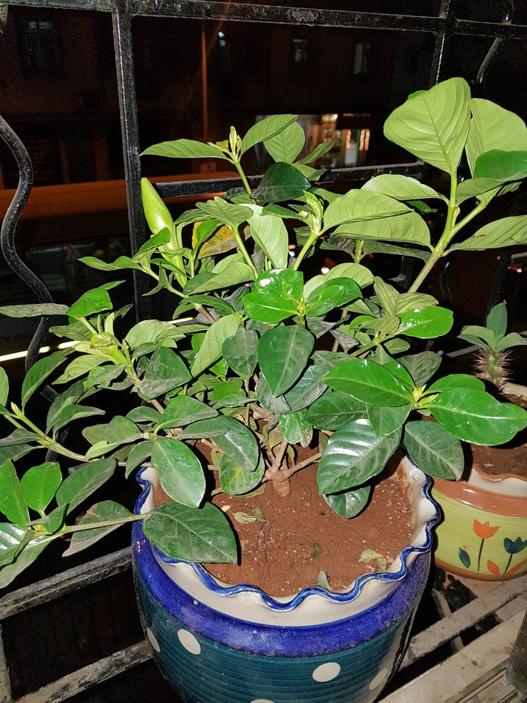 Gardenia not blooming... Help!!!