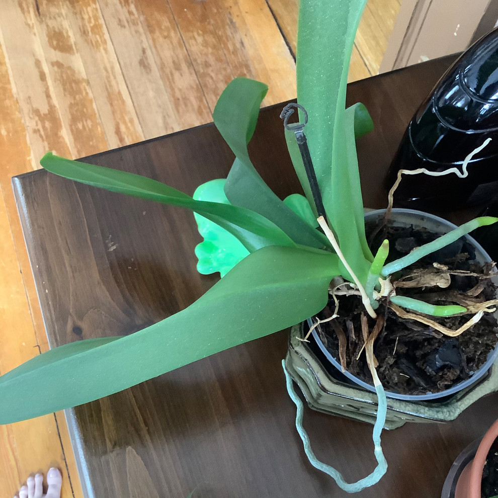 Sideways orchid (Phal.) - REPOTTED, pictures included | Houzz Forum