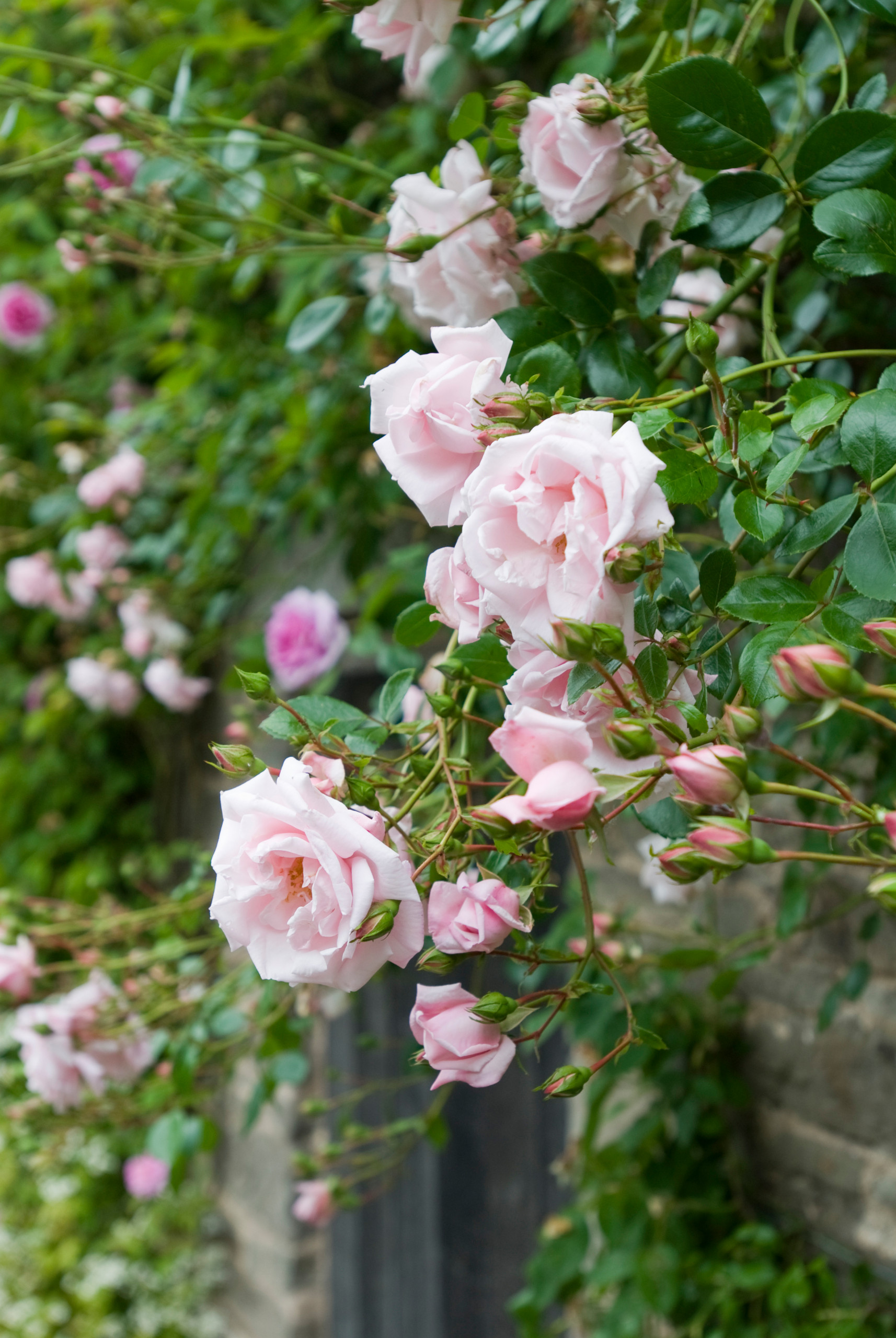 Rosas Paisajismo Houzz