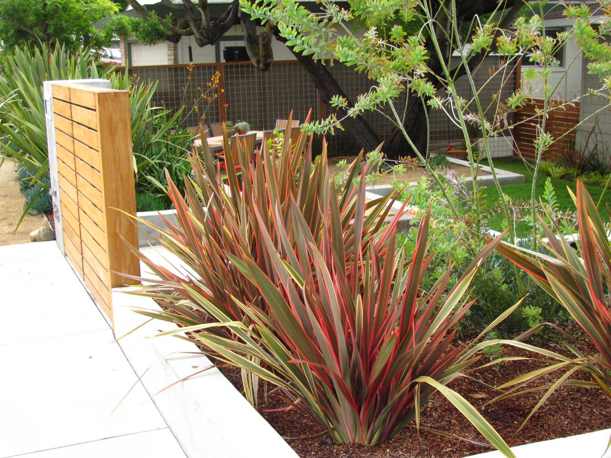 Great Design Plant: New Zealand Flax