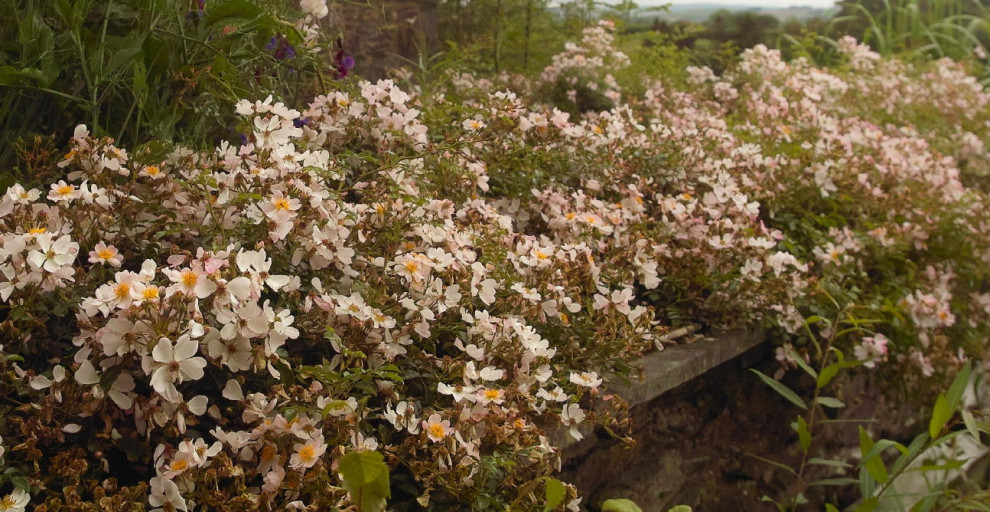 Grouse ground cover rose