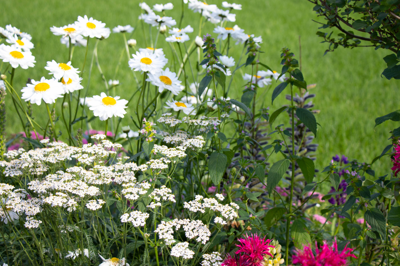 Сосновые берега